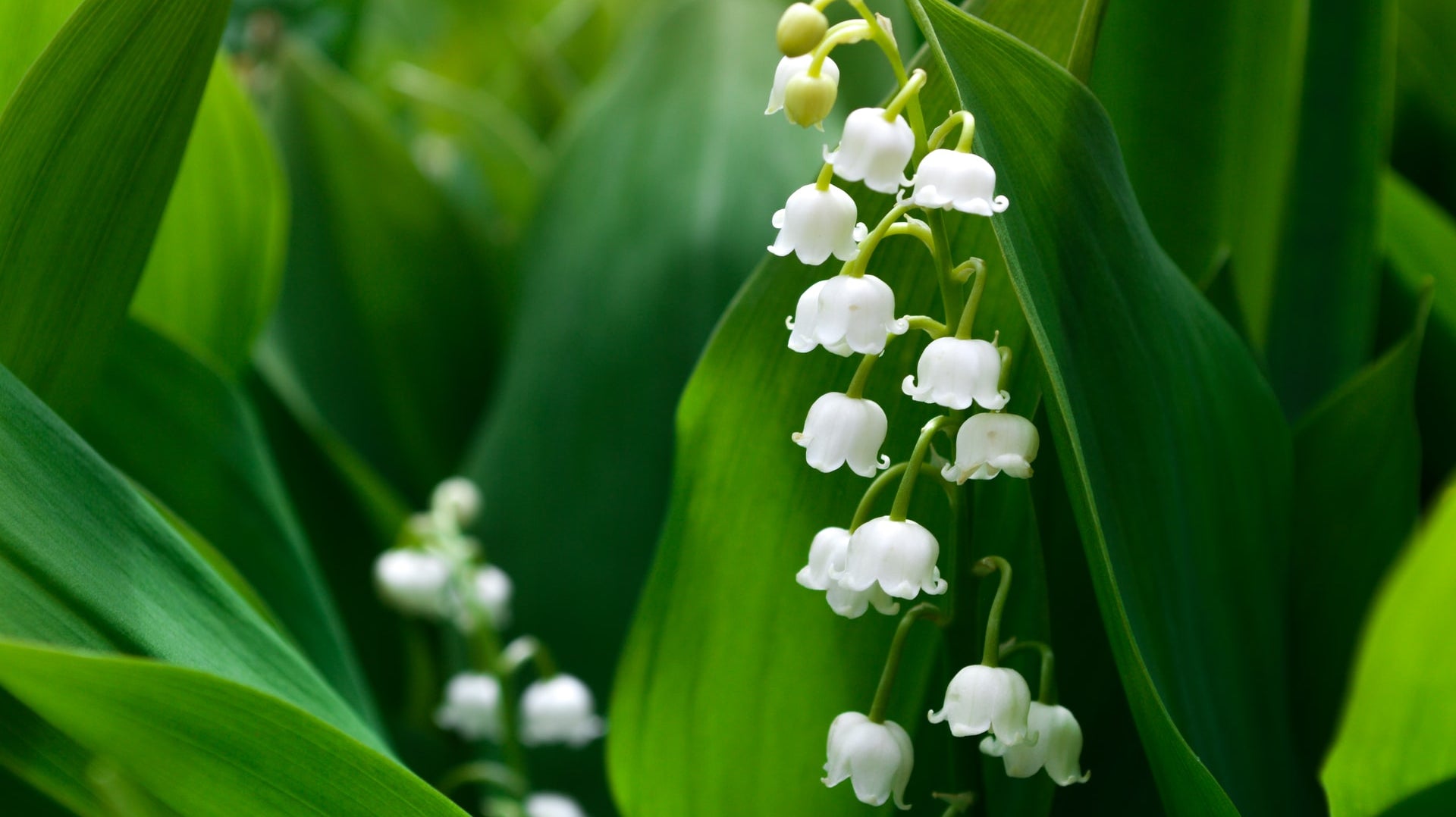 Rising From The Pit Of Despair